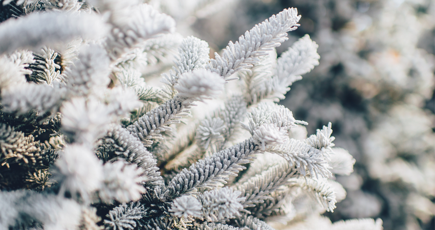 11 Socially Distanced + Virtual Events in the Ann Arbor Area to Attend January 2021